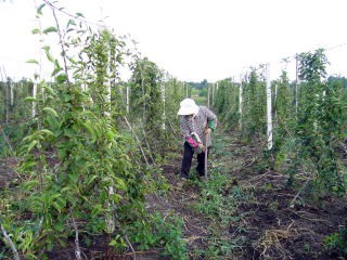 農薬と除草剤を使わずに、草引きは全て手作業