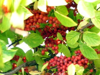 赤い実は漢方薬です