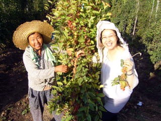 漢方薬はこの元気いっぱいの従業