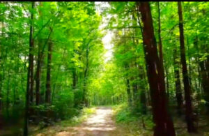 山は自生漢方薬の宝庫